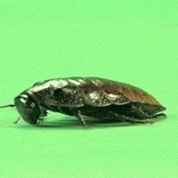 COCKROACH