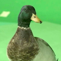 DUCK
