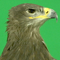 EAGLE