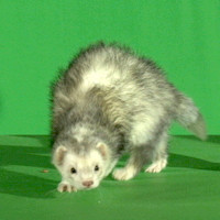FERRET