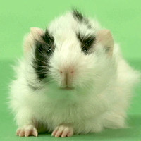 GUINEA PIG