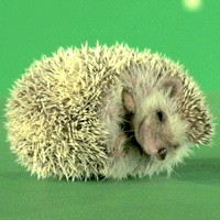 HEDGEHOG