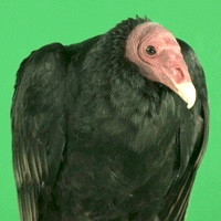 VULTURE