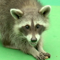RACCOON