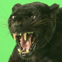 BLACK LEOPARD