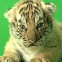 TIGER CUB