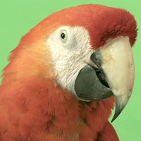 PARROT