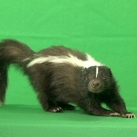 SKUNK