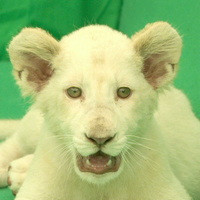 WHITE LION CUB