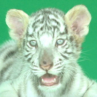 WHITE TIGER CUB