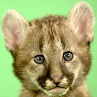 PUMA CUB