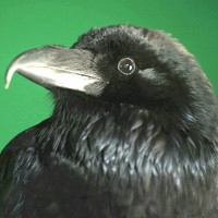 RAVEN
