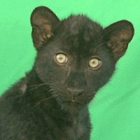 BLACK LEOPARD CUB