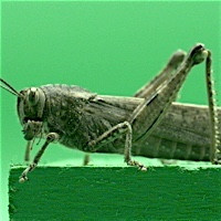 LOCUST