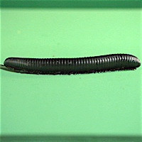 MILLIPEDE