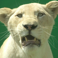 WHITE LIONESS