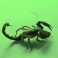 SCORPION