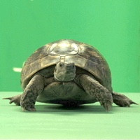 TURTLE